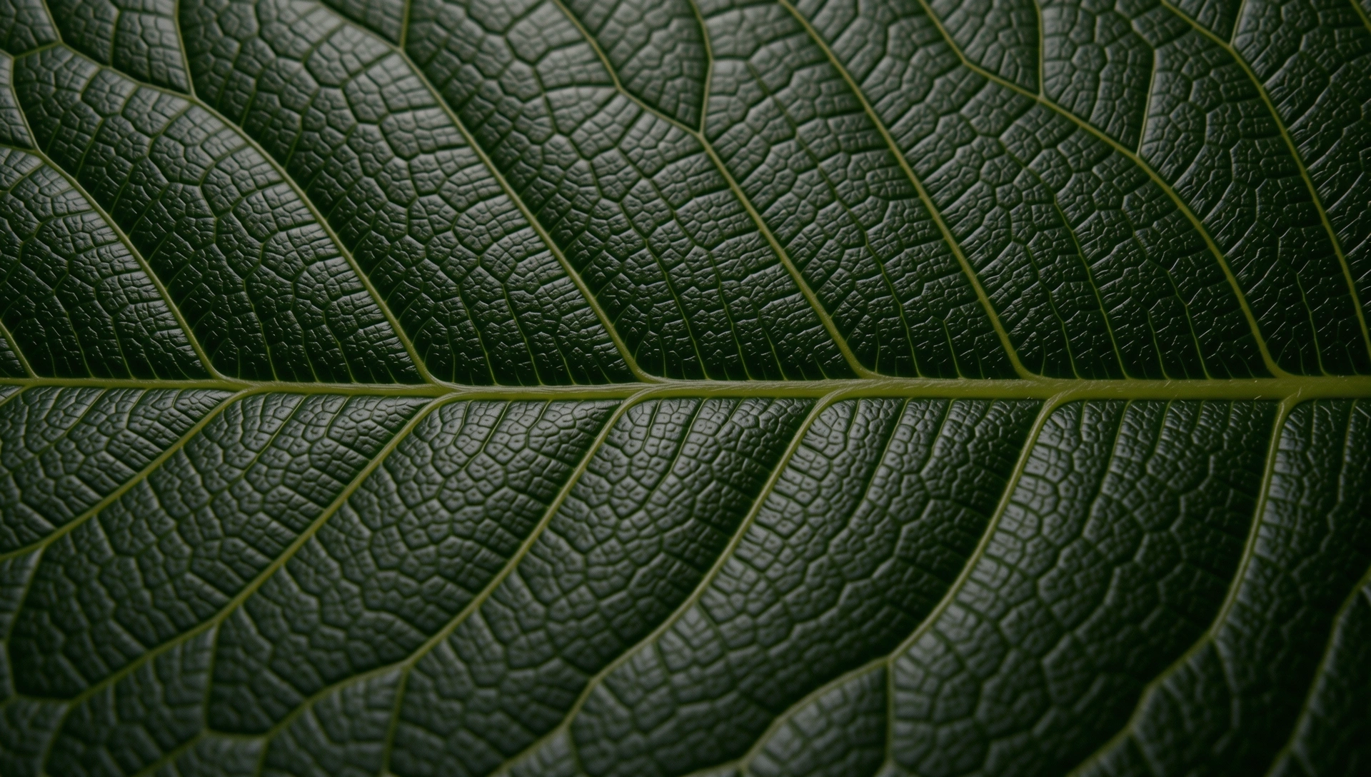 Textura natural
